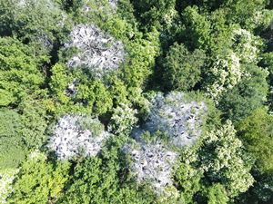 widok gniazd kormorana z drona